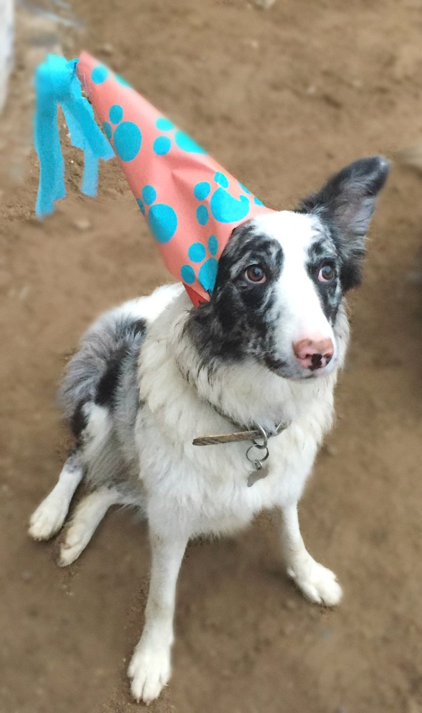 Baillie Stracciatella Birthday