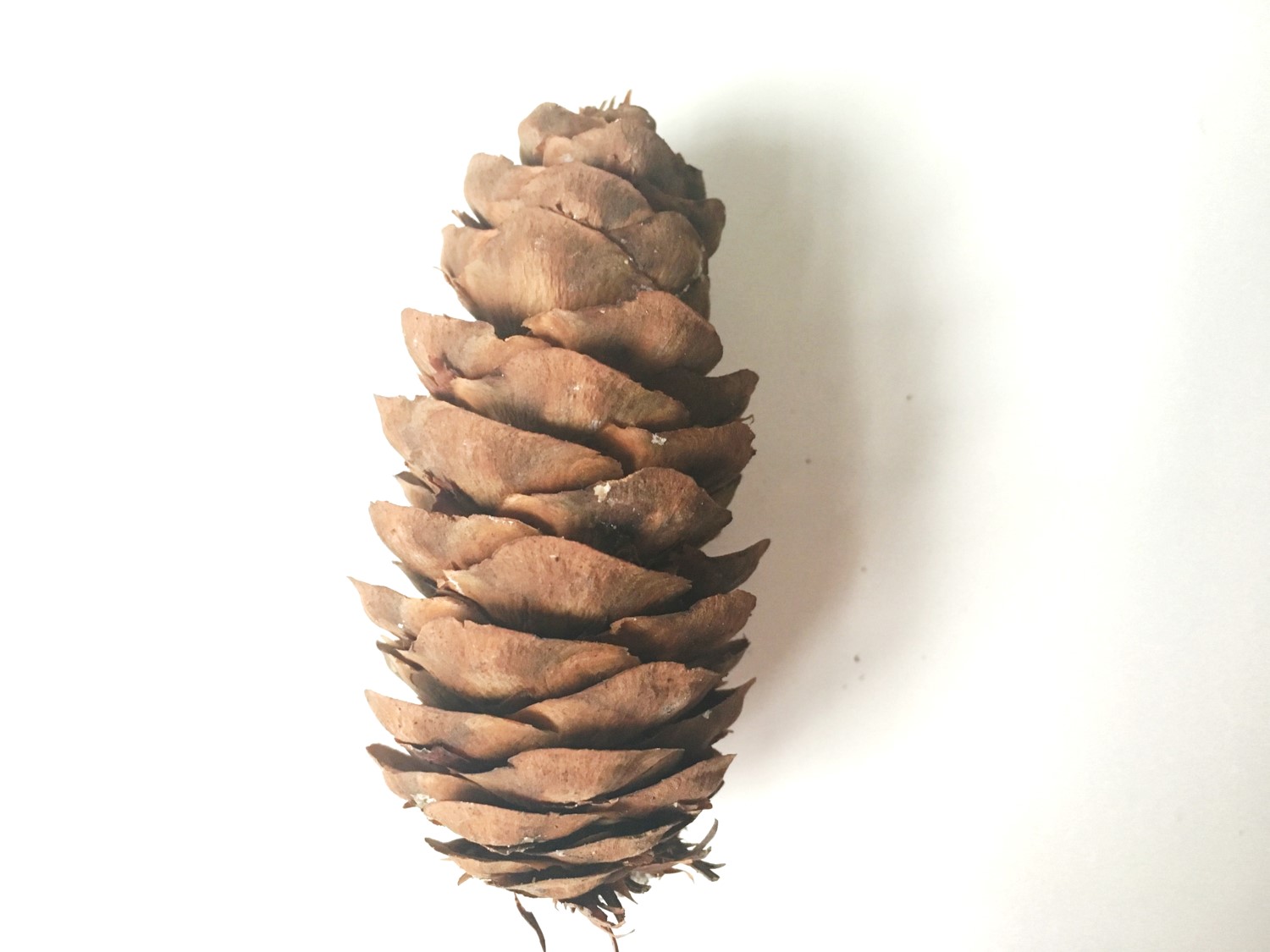 Clean pine cone