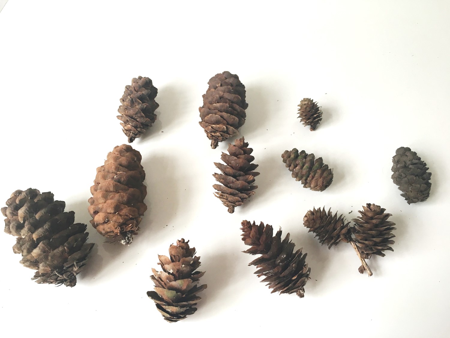 Clean pine cones