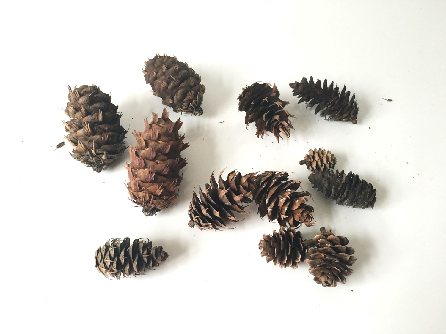 Pine cones Luxembourg